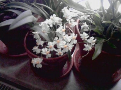 Oncidium tiny twinkle..JPG