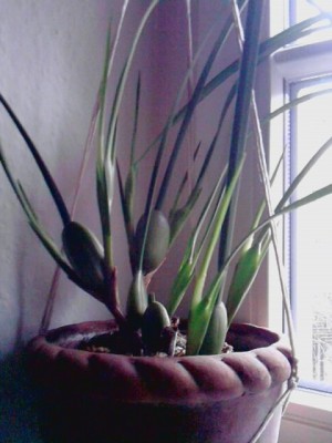 Maxillaria t..JPG