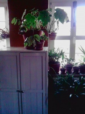 ..Maxillaria t.im Hintergrund am Fenster hängend...JPG