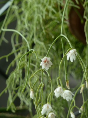 Rhipsalis.jpg