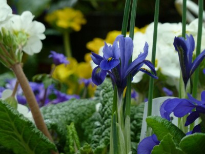 Iris reticulata.jpg