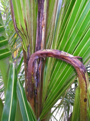 palmbad1.jpg