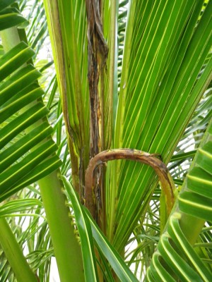 palmbad.jpg