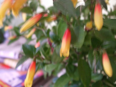 DSCF1757.JPG