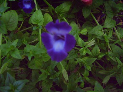PICT2008 100.JPG