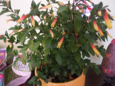 DSCF1756.JPG
