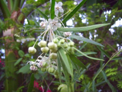 PICT2006 100.JPG