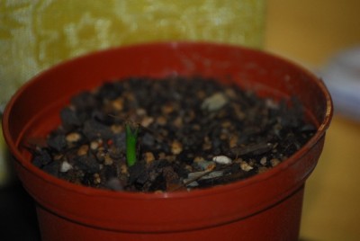 euphorbia 010yy.jpg