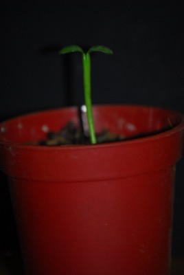 euphorbia 007yy.jpg