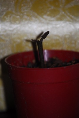 euphorbia 005yy.jpg
