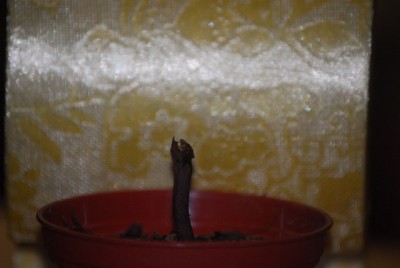 euphorbia 001yy.jpg