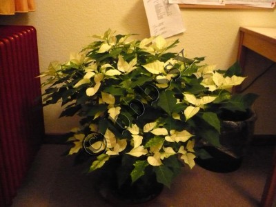 P1000275.jpg