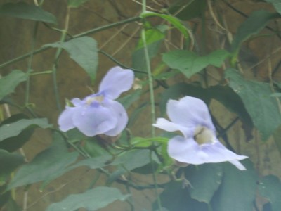 PICT1971 100.JPG