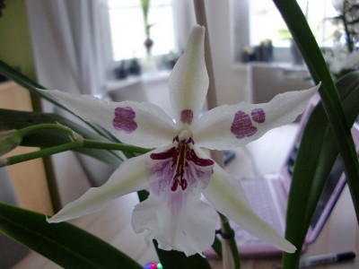 Beallara Peggy Ruth Carpenter 3.jpg