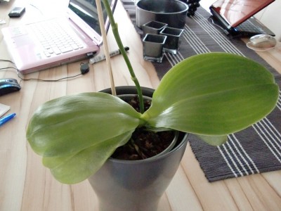 Phalaenopsis Liodoro 2-2.jpg