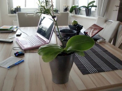 Phalaenopsis Liodoro 2-1.jpg