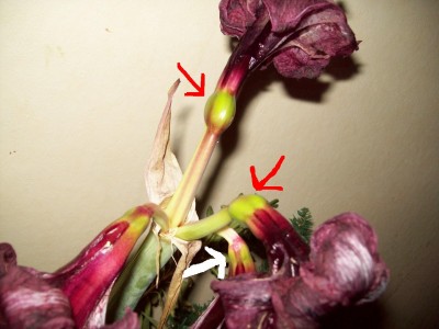 Fruchtknoten1.JPG