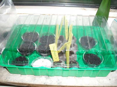 DSCF0241.jpg