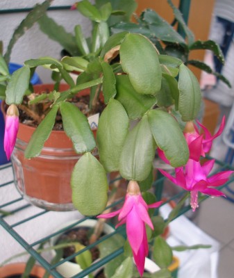 Schlumbergera rund1.jpg