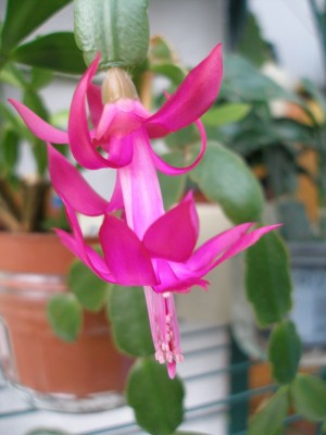 Schlumbergera rund.jpg
