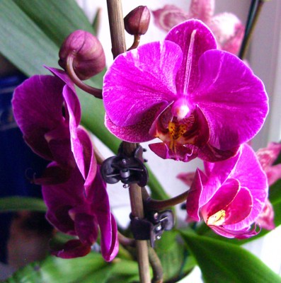 scheckige Phal9352.jpg