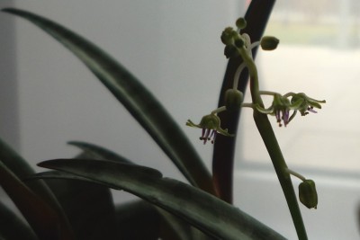 Blüten Ledebouria socialis.JPG