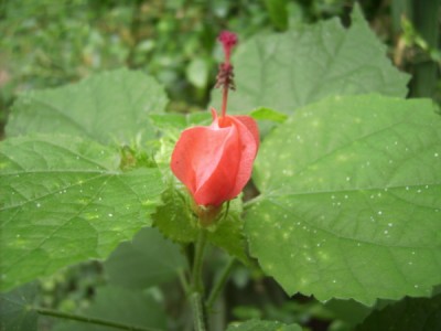 PICT2049 100.JPG