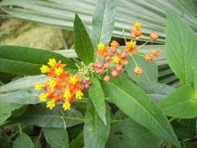 PICT2047 100.JPG