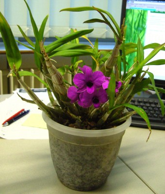 Dendrobium9365 Kopie.jpg