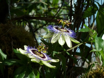 Passiflora caerulea.jpg