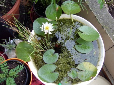 Miniseerose 20.07.07.JPG