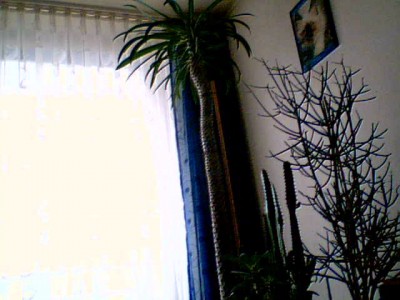 2011-02-21 12-30-21.785.jpg