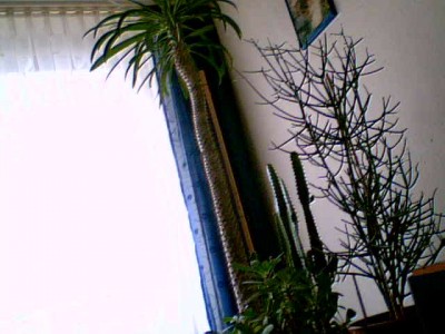 2011-02-21 12-29-52.528.jpg