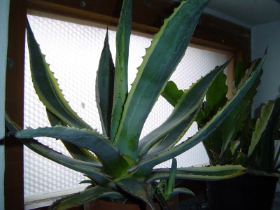 Agave.jpg
