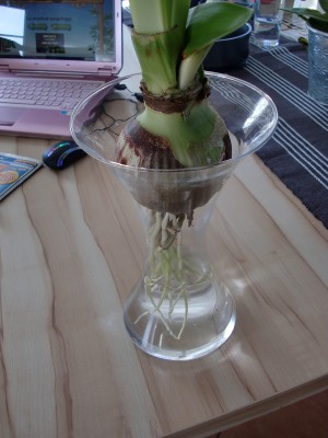 Amaryllis Apple Blossom 4.jpg