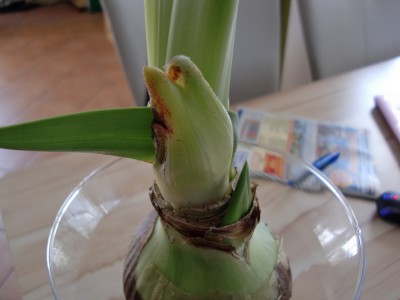 Amaryllis Apple Blossom 3.jpg