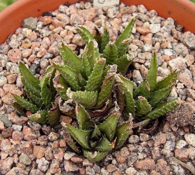 Haworthia venosa ssp. wooleyi.jpg