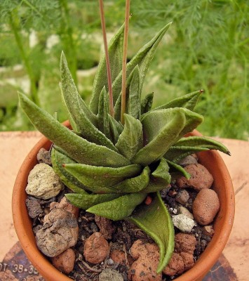 Haworthia scabra (4).jpg