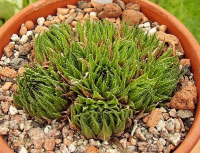 Haworthia 1996-26 (6).jpg