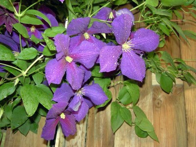 Clematis2.JPG