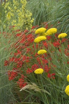 2372-Crocosmia-Lucifer.jpg