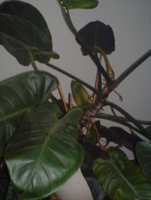 DSC00015.JPG