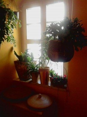 im Vordergrund rechts..Hängekorb mit gr.Schlumbergera und Rhipsalis grandiflora.JPG