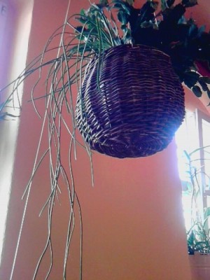 Hängekorb mit gr.Schlumbergera und Rhipsalis grandiflora..diese ist ca.1,20m lang.JPG