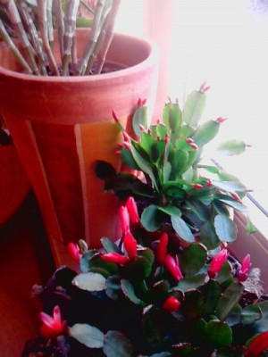 Rhipsalidopsis..rechts im Vordergrund rot und dahinter noch geschlossene Knospen..sehr helles rot..eher orange.JPG
