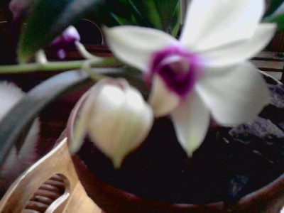 Dendrobium'blühend3.JPG