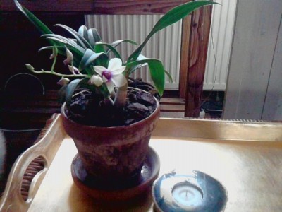 Dendrobium'blühend.JPG