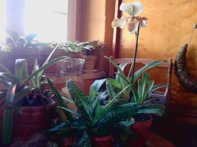 Frauenschuh Orchideen'8 verschiedene Arten auf 4Töpfe verteilt.JPG