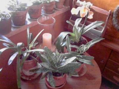 Fauenschuh Orchideen'8verschiedene Arten auf 4Töpfe verteilt.JPG