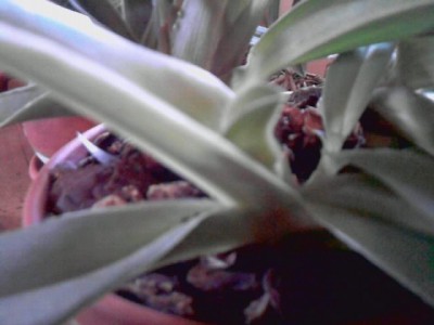 Frauenschuh Orchidee..schiebt gerade neue Blüte.JPG